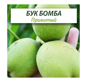 Привитые саженцы грецкого ореха Буковинская Бомба