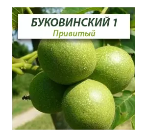 Привитые саженцы грецкого ореха Буковинский 1