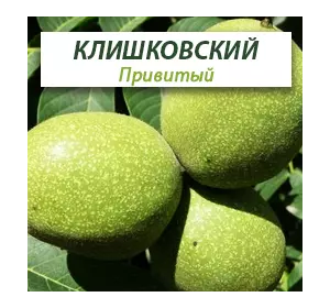 Привитые саженцы грецкого ореха Клишковский