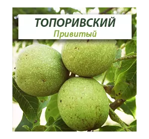 Привитые саженцы грецкого ореха Топоровский